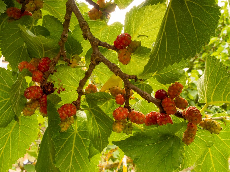lat. Morus nigra