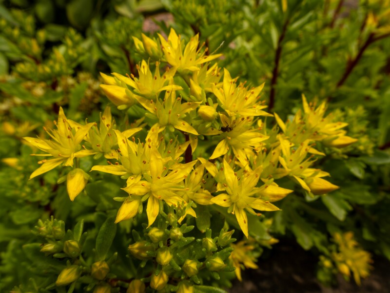 lat. Phedimus kamtschaticus