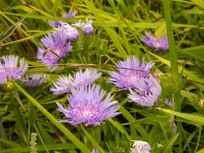lat. Stokesia laevis
