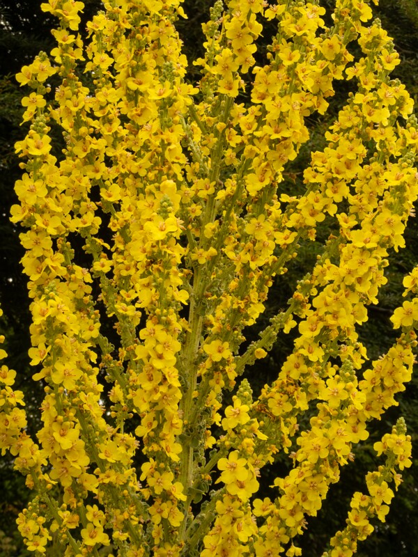 lat. Verbascum olympicum