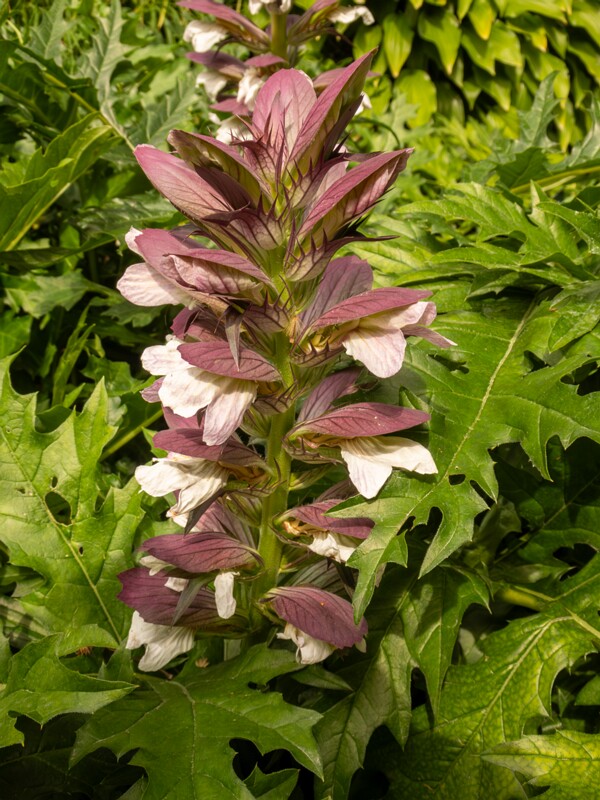 Visby Botanical garden